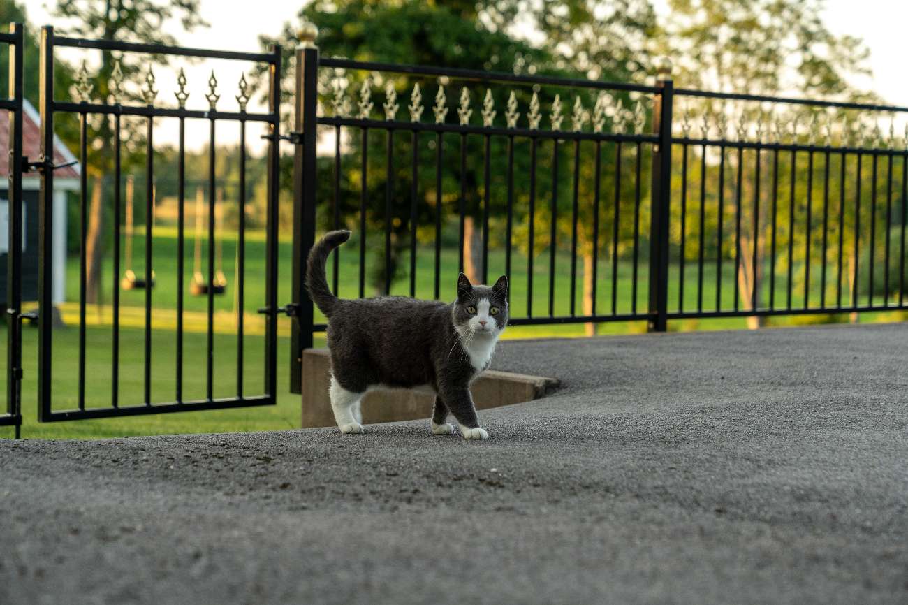 Katt vid smidesgrinden framför parken